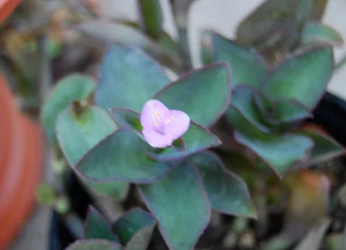 Wandering Jew Blue Sue Purple Heart Tradescantia Live Plant Wandering Jew Blue Sue Purple Heart Tradescantia Live Plant - Image 4