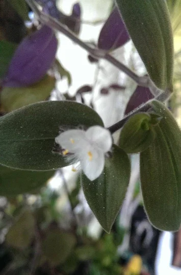 Wandering Jew Tradescantia Live Plant Collection - 3 Varieties, Indoor Foliage Wandering Jew Tradescantia Live Plant Collection - 3 Varieties, Indoor Foliage - Image 7