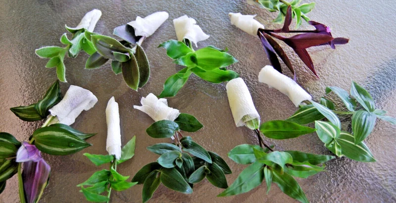 Wandering Jew Tradescantia Live Plant Collection - 3 Varieties, Indoor Foliage - Image 1