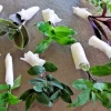 Wandering Jew Tradescantia Live Plants – Instant Collection – 10 Varieties - Image 1