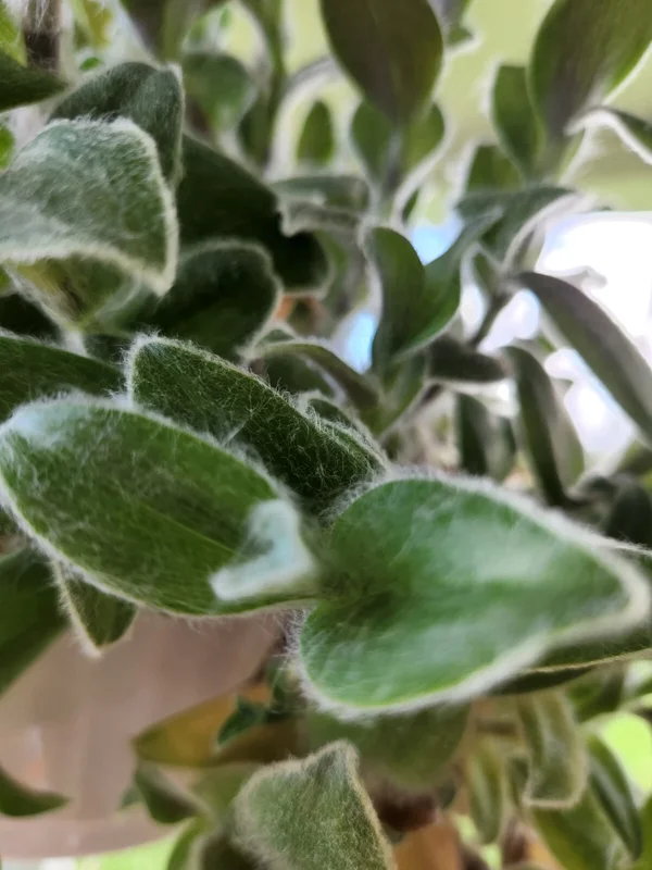 Wandering Jew Tradescantia Live Plants – Instant Collection – 10 Varieties - Image 2