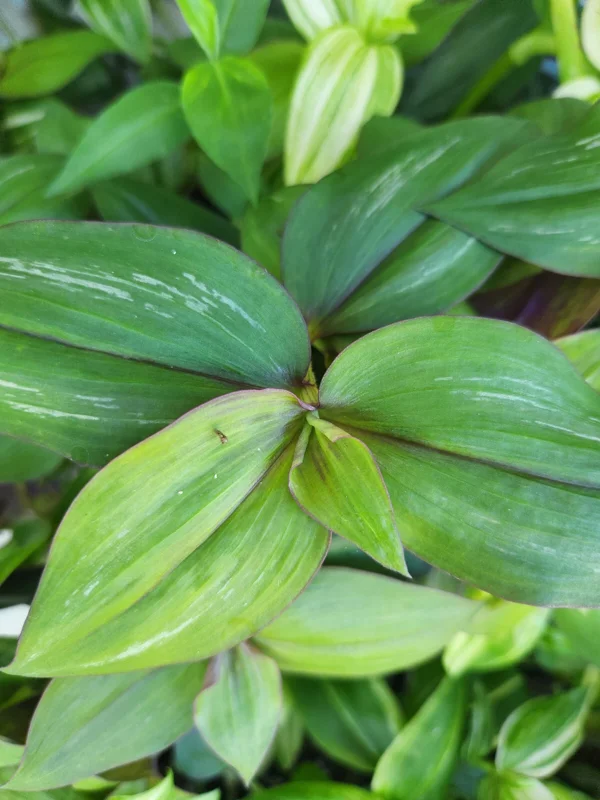 Wandering Jew Tradescantia Live Plants – Instant Collection – 10 Varieties Wandering Jew Tradescantia Live Plants – Instant Collection – 10 Varieties - Image 3