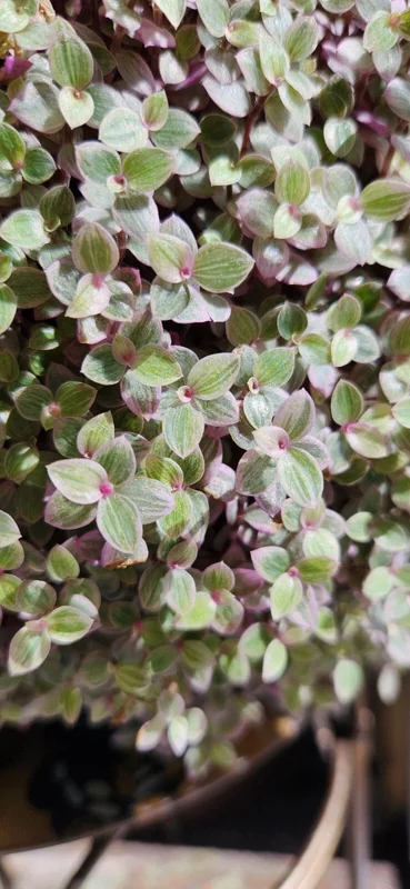 Wandering Jew Tradescantia Live Plants – Instant Collection – 10 Varieties Wandering Jew Tradescantia Live Plants – Instant Collection – 10 Varieties - Image 5