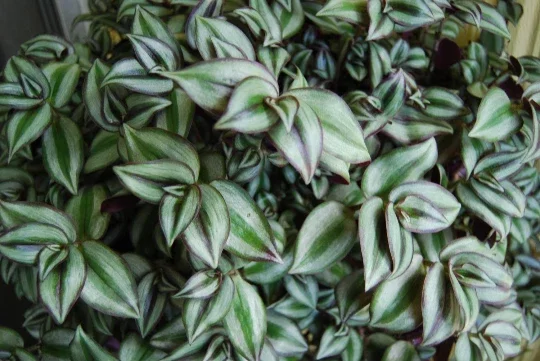 Wandering Jew Tradescantia Live Plants – Instant Collection – 10 Varieties Wandering Jew Tradescantia Live Plants – Instant Collection – 10 Varieties - Image 6
