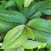 Wandering Jew Tradescantia Zebrina Flame Dance Live Plant - Potted Houseplant Wandering Jew Tradescantia Zebrina Flame Dance Live Plant - Potted Houseplant - Image 1
