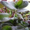 Wandering Jewel Tradescantia Live Plant – Vibrant Purple Foliage Wandering Jewel Tradescantia Live Plant – Vibrant Purple Foliage - Image 1