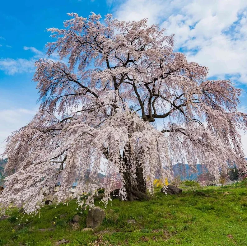 Weeping Yoshino Cherry Tree – Live Plant – Pale Pink Spring Blooms – Outdoor Weeping Yoshino Cherry Tree – Live Plant – Pale Pink Spring Blooms – Outdoor - Image 1