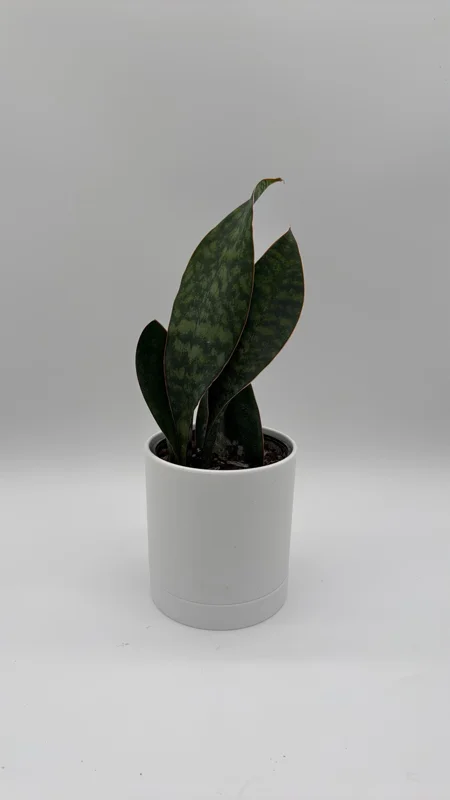 Whale Fin Sansevieria Plant - Live Snake Plant - Low Maintenance Indoor Plant - 4" Pot - Image 2