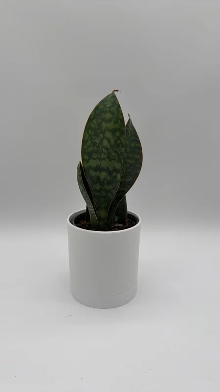 Whale Fin Sansevieria Plant - Live Snake Plant - Low Maintenance Indoor Plant - 4" Pot - Image 1
