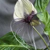 White Bat Flower Plant – Tacca integrifolia – Live Plant – 3 inch Pot – Indoor/Outdoor - Image 1