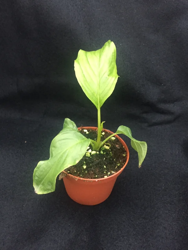 White Bat Flower Plant - Tacca integrifolia - Live Plant in 3" Pot - Image 2