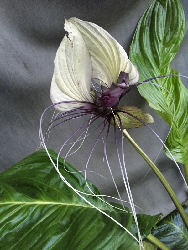 White Bat Flower Plant - Tacca integrifolia - Live Plant in 3" Pot - Image 1