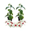 White Bleeding Heart Vine Live Plants – 2 Pack – 4-7 Inch – Hardy Perennial Shade - Image 1