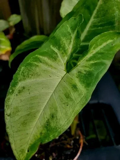 White Butterfly Syngonium Live Plant - Arrowhead Vine Indoor Houseplant - Image 2