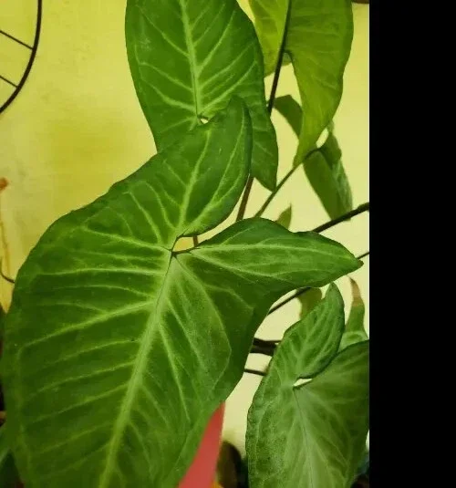 White Butterfly Syngonium Live Plant - Arrowhead Vine Indoor Houseplant White Butterfly Syngonium Live Plant - Arrowhead Vine Indoor Houseplant - Image 3