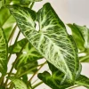 White Butterfly Syngonium Live Plant - Arrowhead Vine Indoor Houseplant White Butterfly Syngonium Live Plant - Arrowhead Vine Indoor Houseplant - Image 1