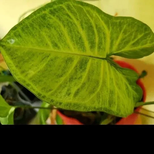 White Butterfly Syngonium Live Plant - Arrowhead Vine Indoor Houseplant White Butterfly Syngonium Live Plant - Arrowhead Vine Indoor Houseplant - Image 4