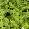 White Carolina Reaper Pepper Live Plants - Lot of 3, 75+ Days Old, Super Hot White Carolina Reaper Pepper Live Plants - Lot of 3, 75+ Days Old, Super Hot - Image 1