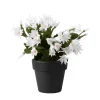 White Easter Cactus Live Plant 4-6 Inch – Spring Blooming Indoor Houseplant - Image 1