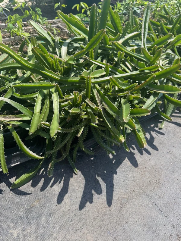 White-Fleshed Dragon Fruit Live Plant - Selenicereus undatus - 4" Pot - Image 2
