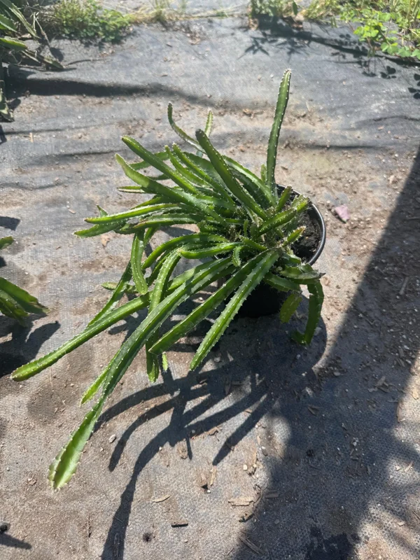 White-Fleshed Dragon Fruit Live Plant - Selenicereus undatus - 4" Pot White-Fleshed Dragon Fruit Live Plant - Selenicereus undatus - 4" Pot - Image 3
