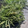 White-Fleshed Dragon Fruit Live Plant - Selenicereus undatus - 4" Pot - Image 1