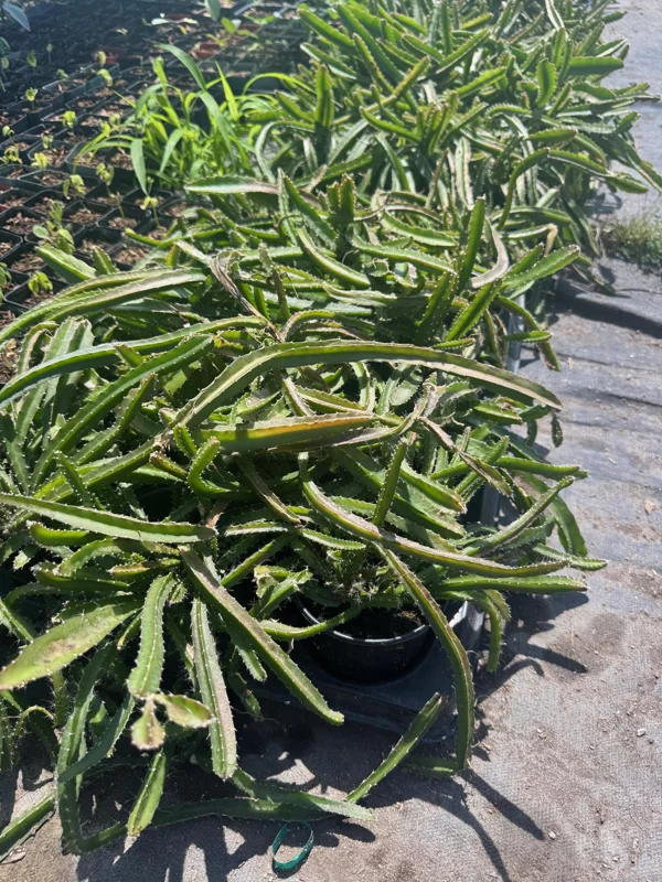 White-Fleshed Dragon Fruit Live Plant - Selenicereus undatus - 4" Pot - Image 1