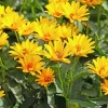 White Fuseau Sunchoke Tubers - Jerusalem Artichoke for Planting or Eating - By the Pound - Image 1