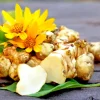 White Fuseau Sunchoke Tubers - Jerusalem Artichoke for Planting or Eating - 1 Tuber - Image 1