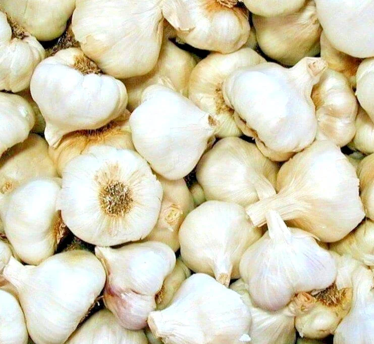 White Garlic Bulbs for Planting – 5 Count Allium Sativum Edible Culinary Herb White Garlic Bulbs for Planting – 5 Count Allium Sativum Edible Culinary Herb - Image 2