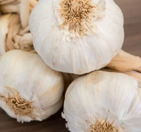 White Garlic Bulbs for Planting – 5 Count Allium Sativum Edible Culinary Herb White Garlic Bulbs for Planting – 5 Count Allium Sativum Edible Culinary Herb - Image 3