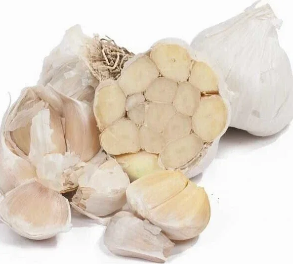 White Garlic Bulbs for Planting – 5 Count Allium Sativum Edible Culinary Herb White Garlic Bulbs for Planting – 5 Count Allium Sativum Edible Culinary Herb - Image 4
