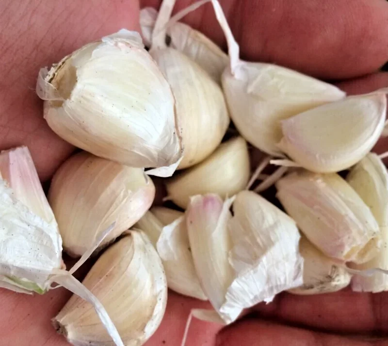 White Garlic Bulbs for Planting – 5 Count Allium Sativum Edible Culinary Herb White Garlic Bulbs for Planting – 5 Count Allium Sativum Edible Culinary Herb - Image 5