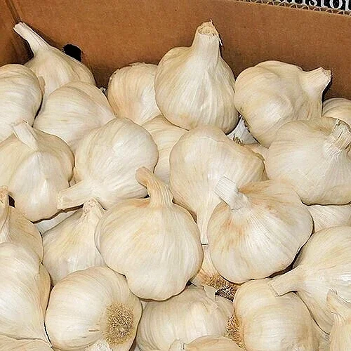 White Garlic Bulbs for Planting – 5 Count Allium Sativum Edible Culinary Herb White Garlic Bulbs for Planting – 5 Count Allium Sativum Edible Culinary Herb - Image 1