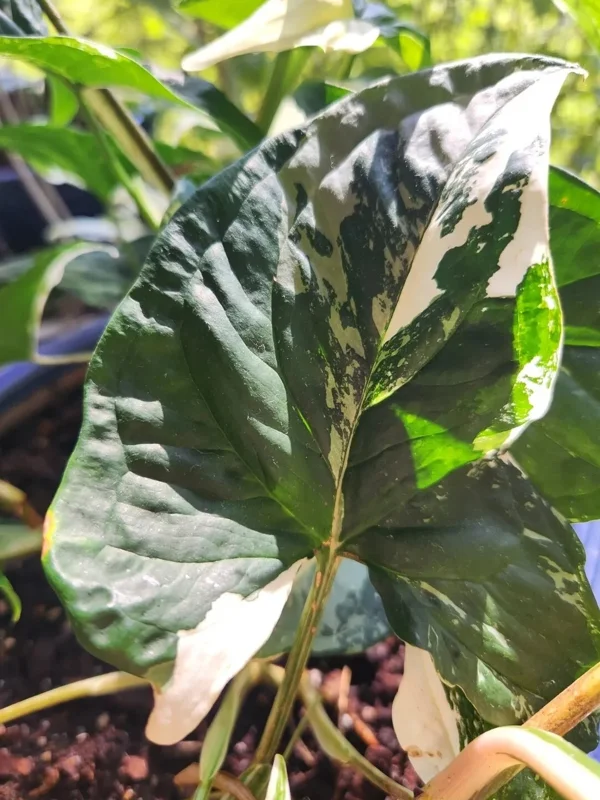 White Knight Syngonium Podophyllum Albo-Variegatum Marble Variegated Live Plant - Image 2