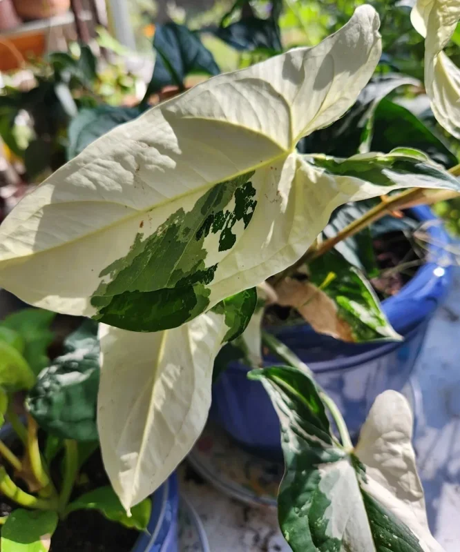 White Knight Syngonium Podophyllum Albo-Variegatum Marble Variegated Live Plant White Knight Syngonium Podophyllum Albo-Variegatum Marble Variegated Live Plant - Image 3