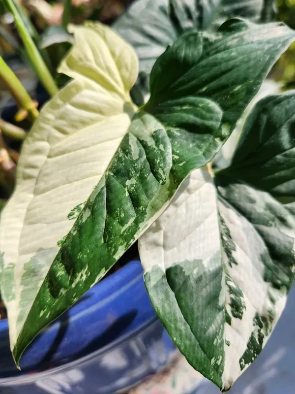 White Knight Syngonium Podophyllum Albo-Variegatum Marble Variegated Live Plant - Image 1