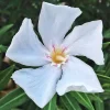 White Oleander Live Plant - 12 inch Rooted Shrub Bush - Outdoor Flower - Image 1