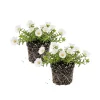 White Portulaca Live Plant – Moss Rose Succulent – 2 Pack, 4-7 Inches Tall – Outdoor - Image 1