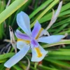 White Purple African Iris Plant - Dietes Iridioides Fortnight Lily Live Plant White Purple African Iris Plant - Dietes Iridioides Fortnight Lily Live Plant - Image 1
