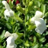 White Salvia Gregii Live Plant – 1 Gallon Pot – Perennial Sage - Image 1