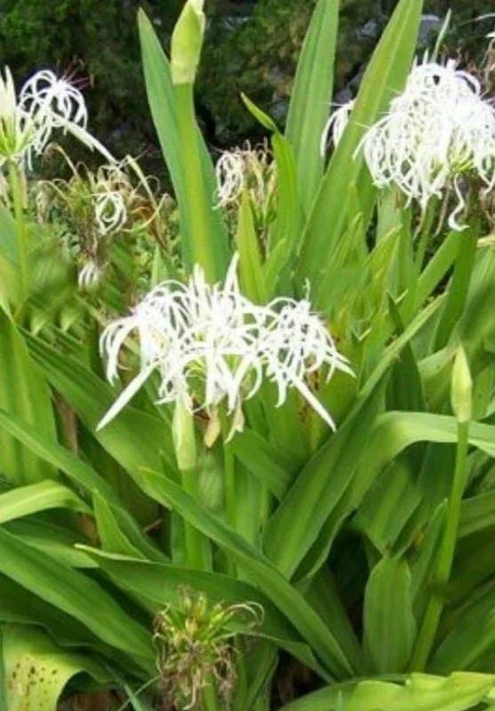 White Spider Crinum Lily Amoenum – Giant Flowering Live Rooted Starter Plant – Outdoor - Image 2