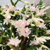 White Thanksgiving Cactus Live Plant - Zygocactus in 4 Inch Pot - Holiday Flowering Succulent - Image 1