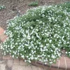 White Trailing Lantana Live Plant – 1 Gallon Pot – Outdoor Groundcover - Image 1