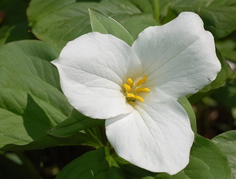 White Trillium Bulbs – 5 Count Wood Lily Heirloom Perennials – Outdoor White Trillium Bulbs – 5 Count Wood Lily Heirloom Perennials – Outdoor - Image 1