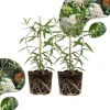 White Vining Milkweed Live Plants, 4-7 inch Tall, Climbing Butterfly Host Plant, Outdoor - Image 1