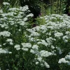 White Yarrow Live Plant – 1 Gallon Pot – Outdoor Perennial Flower - Image 1