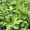 Whopper Tomato Live Plants - 2 Pack - 6-10 Inches Tall - 60+ Days Old - Vegetable Garden - Image 1