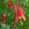 Wild Columbine -Aquilegia canadensis- 3” Pot-Starter Plant Wild Columbine -Aquilegia canadensis- 3” Pot-Starter Plant - Image 1
