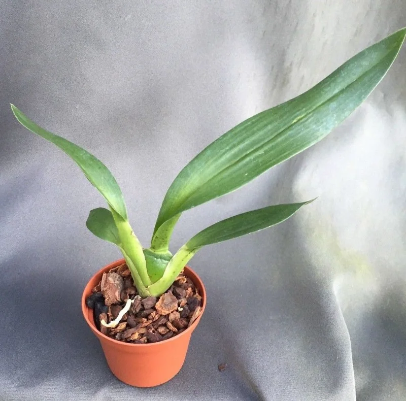 Wilhelmara Pinot Princess 'Nite Naulege' Oncidium Type Orchid Live Plant – 2.5" Pot – Fragrant Blooms - Image 2